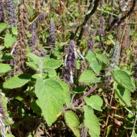 Pogostemon reflexus Benth.